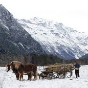 Palmy w śniegu - galeria zdjęć - filmweb