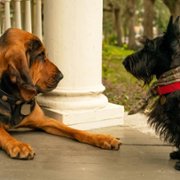 Lady and the Tramp - galeria zdjęć - filmweb