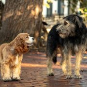 Lady and the Tramp - galeria zdjęć - filmweb