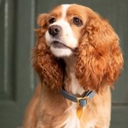 Lady and the Tramp - galeria zdjęć - filmweb