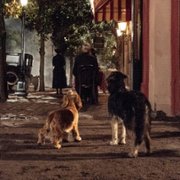 Lady and the Tramp - galeria zdjęć - filmweb