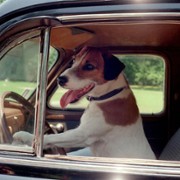 My Dog Skip - galeria zdjęć - filmweb