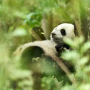 Moon: Panda i ja - galeria zdjęć - filmweb