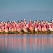 Planet Earth II - galeria zdjęć - filmweb