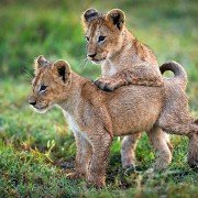 Planet Earth II - galeria zdjęć - filmweb