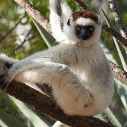Planet Earth II - galeria zdjęć - filmweb
