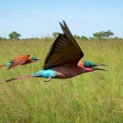 Planet Earth II - galeria zdjęć - filmweb