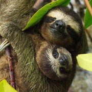Planet Earth II - galeria zdjęć - filmweb