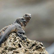 Planet Earth II - galeria zdjęć - filmweb