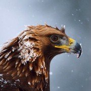 Planet Earth II - galeria zdjęć - filmweb