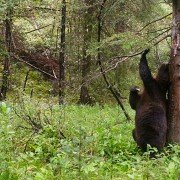 Planet Earth II - galeria zdjęć - filmweb