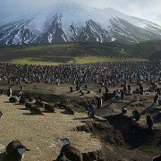 Planet Earth II - galeria zdjęć - filmweb