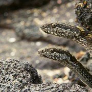 Planet Earth II - galeria zdjęć - filmweb