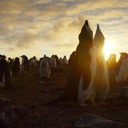 Planet Earth II - galeria zdjęć - filmweb