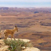 Planet Earth II - galeria zdjęć - filmweb