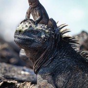 Planet Earth II - galeria zdjęć - filmweb