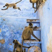 Planet Earth II - galeria zdjęć - filmweb