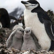 Planet Earth II - galeria zdjęć - filmweb