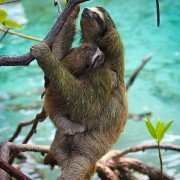 Planet Earth II - galeria zdjęć - filmweb
