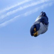 Zambezia - galeria zdjęć - filmweb