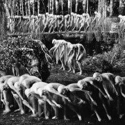 Sen nocy letniej - galeria zdjęć - filmweb