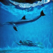 Dolphin Man - galeria zdjęć - filmweb