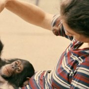 Project Nim - galeria zdjęć - filmweb