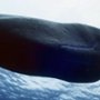 OceanXplorers - galeria zdjęć