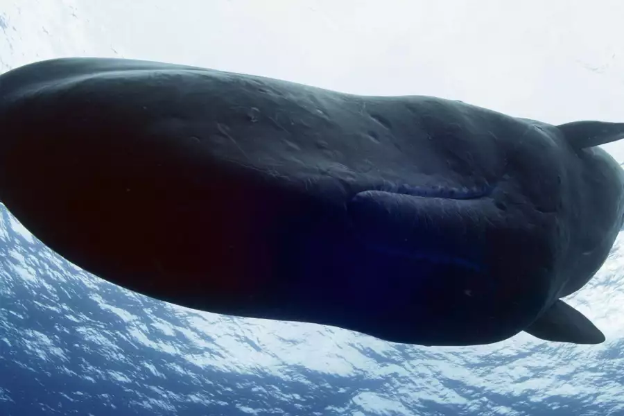 OceanXplorers - galeria zdjęć - filmweb
