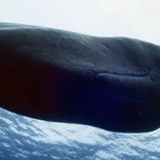 OceanXplorers - galeria zdjęć - filmweb
