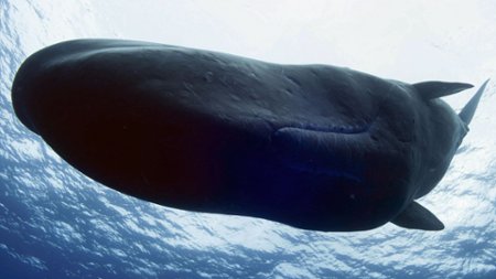 Odcinek 2 Giganty z głębin