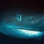 OceanXplorers - galeria zdjęć
