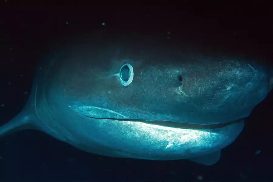 OceanXplorers - galeria zdjęć - filmweb