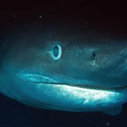 OceanXplorers - galeria zdjęć - filmweb