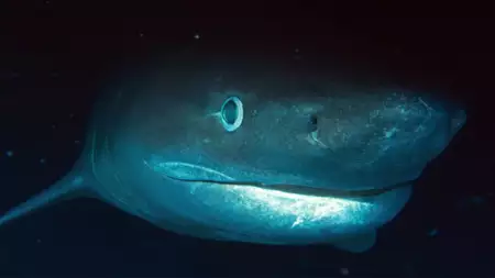 OceanXplorers - galeria zdjęć - filmweb
