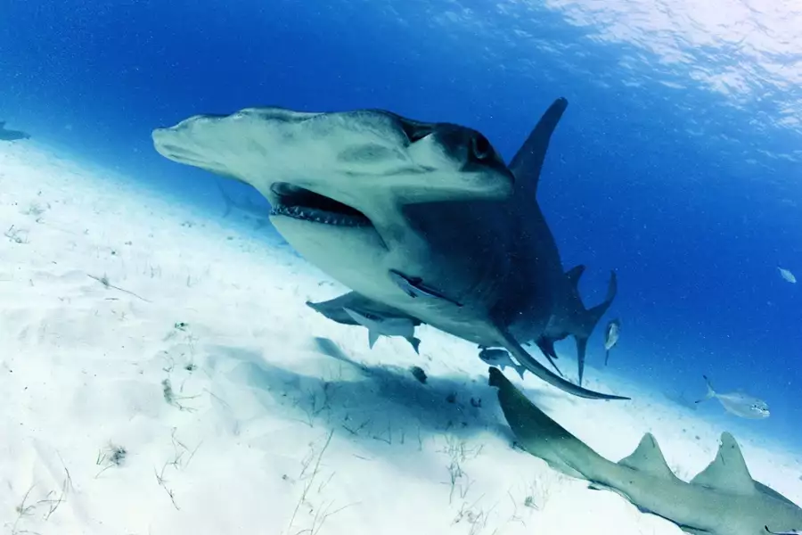 OceanXplorers - galeria zdjęć - filmweb