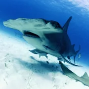 OceanXplorers - galeria zdjęć - filmweb