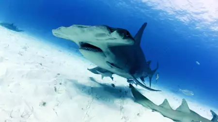 OceanXplorers - galeria zdjęć - filmweb