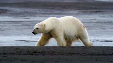 Odcinek 5 Królestwo niedźwiedzia polarnego