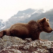 L'ours - galeria zdjęć - filmweb