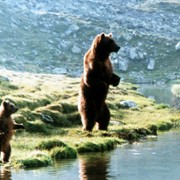 Niedźwiadek - galeria zdjęć - filmweb