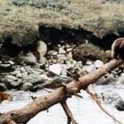L'ours - galeria zdjęć - filmweb