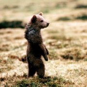 L'ours - galeria zdjęć - filmweb