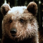 L'ours - galeria zdjęć - filmweb