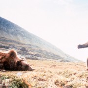 L'ours - galeria zdjęć - filmweb