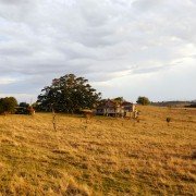 The Tree - galeria zdjęć - filmweb