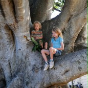 The Tree - galeria zdjęć - filmweb