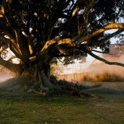 The Tree - galeria zdjęć - filmweb