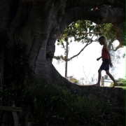 The Tree - galeria zdjęć - filmweb