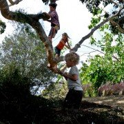 The Tree - galeria zdjęć - filmweb